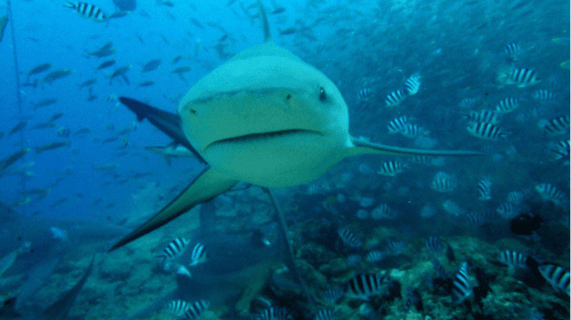 Lake Nicaragua bull shark around a school of fish.