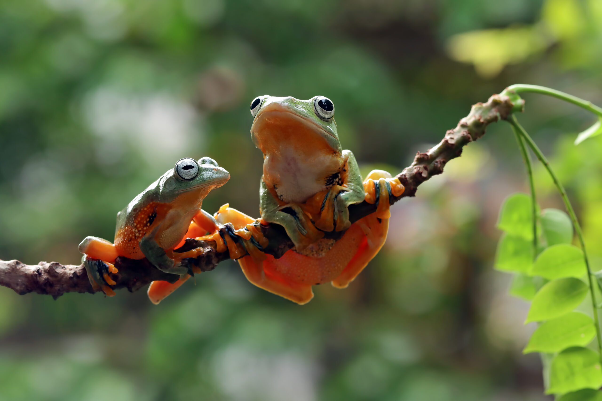 Two colorful frogs with orange legs are perched on a thin branch, surrounded by green foliage—a little paradise where both frogs face forward, alert and curious, as if to give thanks for their vibrant world.